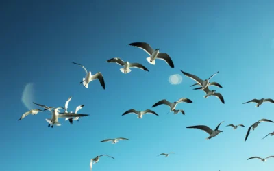Effortless Awareness: The Foundation of True Freedom