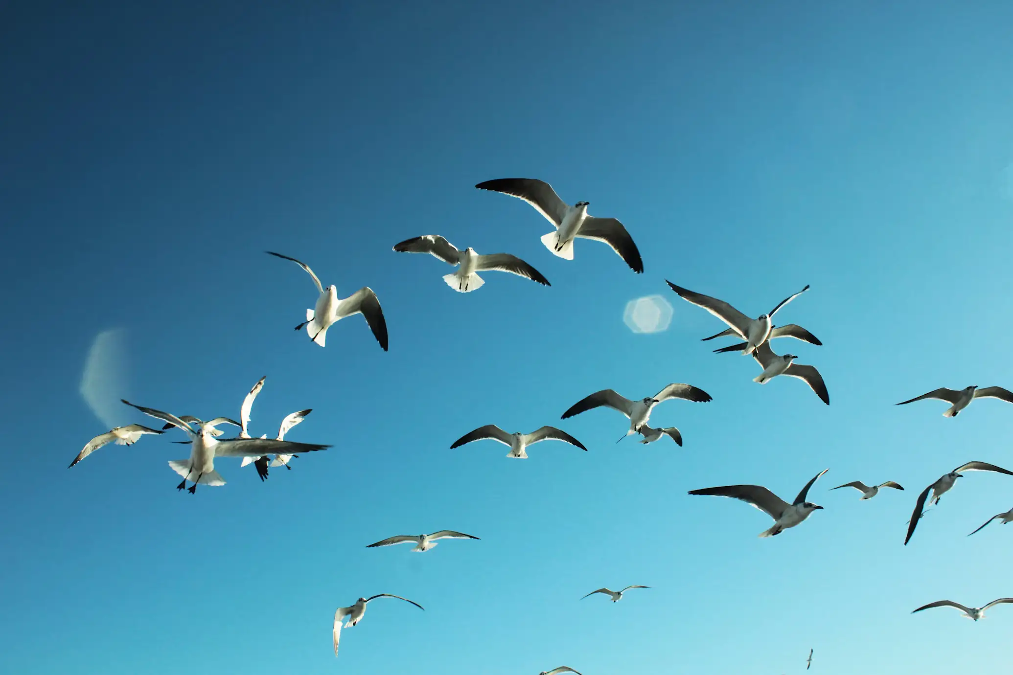 Flock of Seagulls