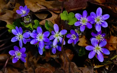 What’s Your Life Look Like as Impersonal Being?