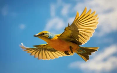 Limitations We Subscribe To