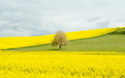 Living From Sovereignty Instead of Stress